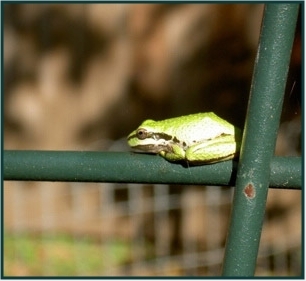 frog on fence