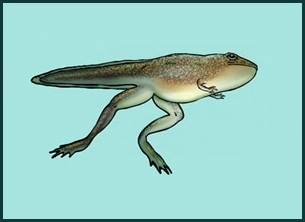 drawing of a tadpole